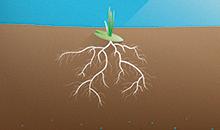 Des racines solides face à la sécheresse